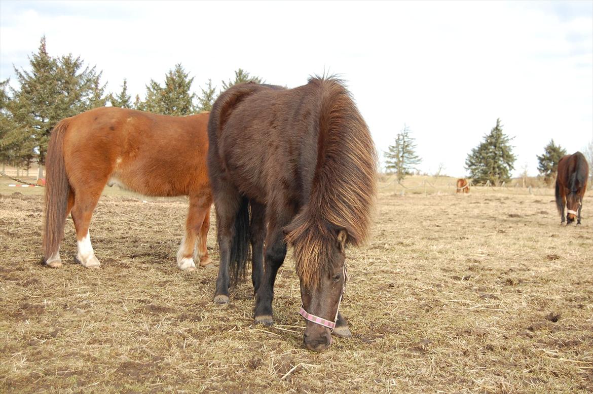 Islænder Mysla fra Skovstrupholm billede 3