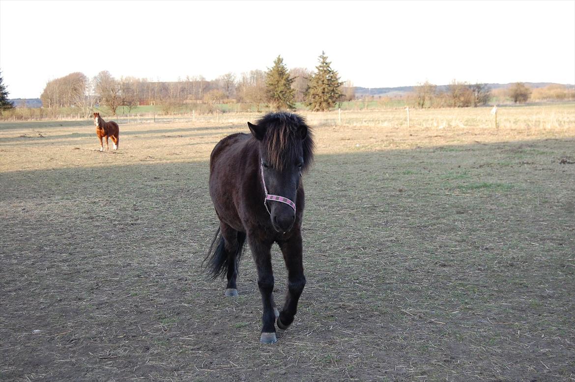 Islænder Mysla fra Skovstrupholm billede 4