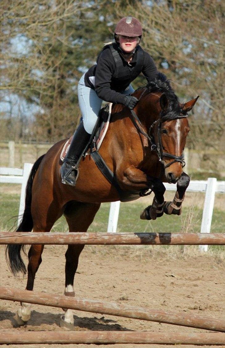 Dansk Varmblod Jaqueline billede 11