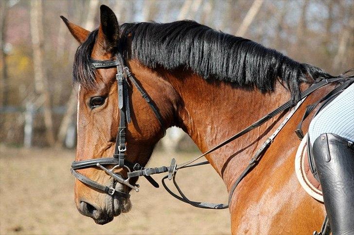 Dansk Varmblod Jaqueline billede 12