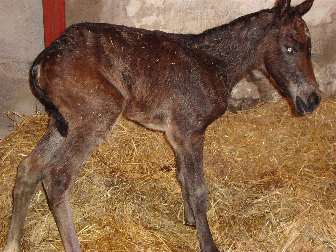 Pinto Pilegårdens Fullmoon (Tidligere hest) - En halv time gammel og på benene på for første gang. billede 3