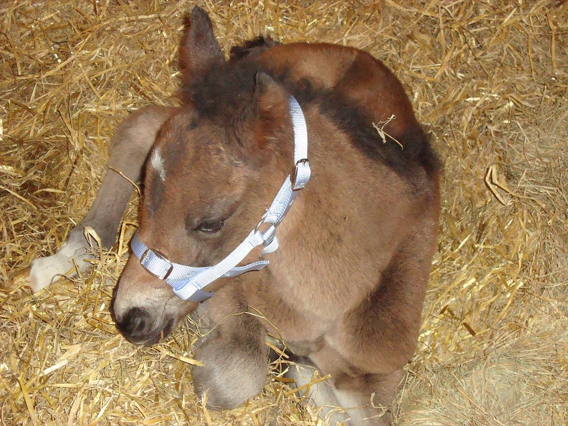 Pinto Pilegårdens Fullmoon (Tidligere hest) - Med grime på lyseblå selvfølgelig. billede 4