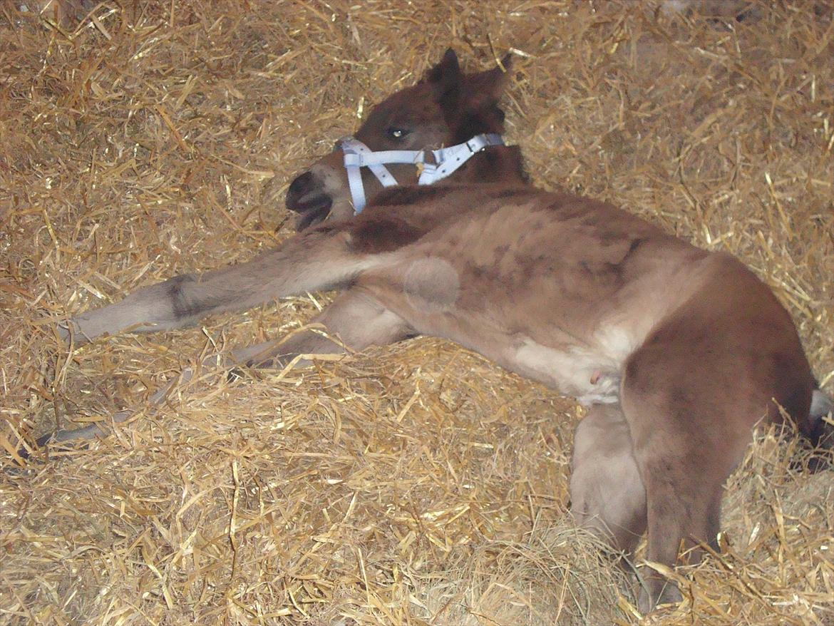 Pinto Pilegårdens Fullmoon (Tidligere hest) - En slapper i halmen. billede 5