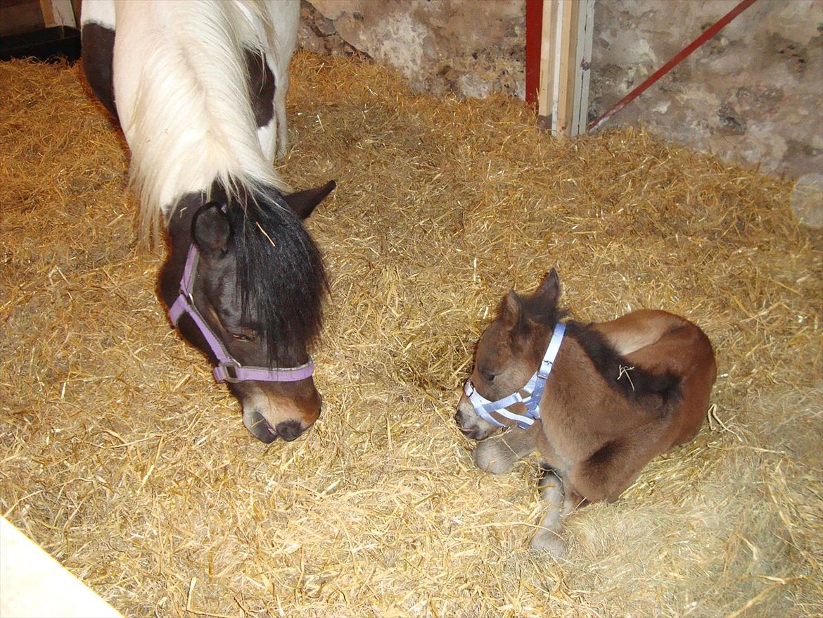 Pinto Pilegårdens Fullmoon (Tidligere hest) - Mor og søn. billede 6
