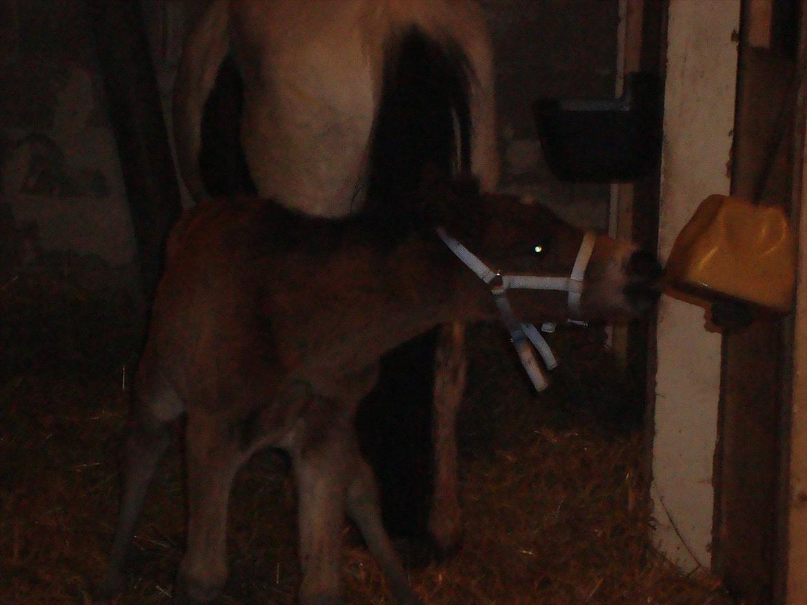 Pinto Pilegårdens Fullmoon (Tidligere hest) - Lidt nysgerrig har man lov at være. billede 7