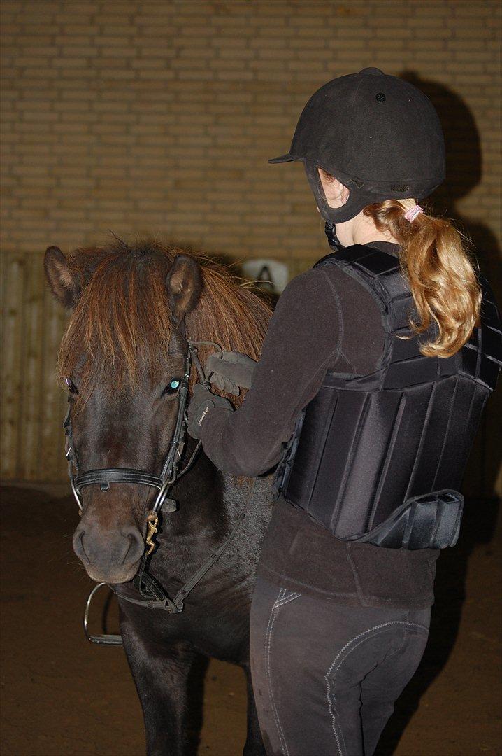 Islænder Mysla fra Skovstrupholm billede 5