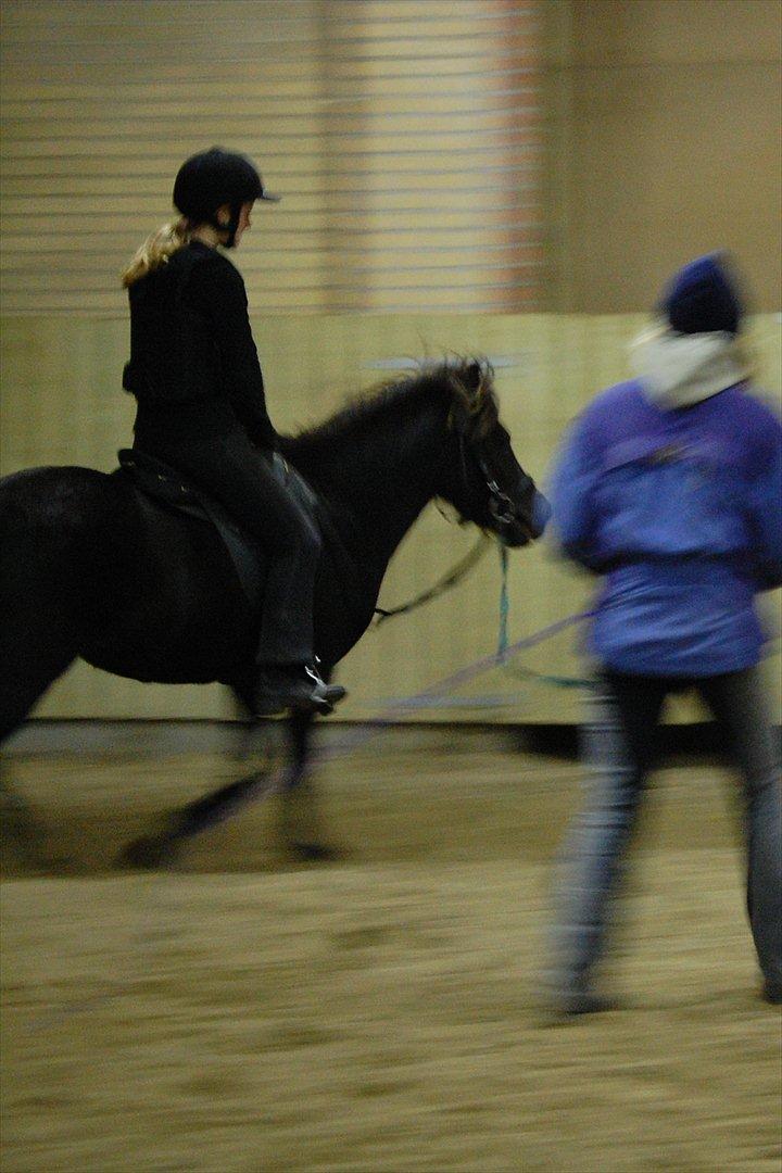 Islænder Mysla fra Skovstrupholm billede 6