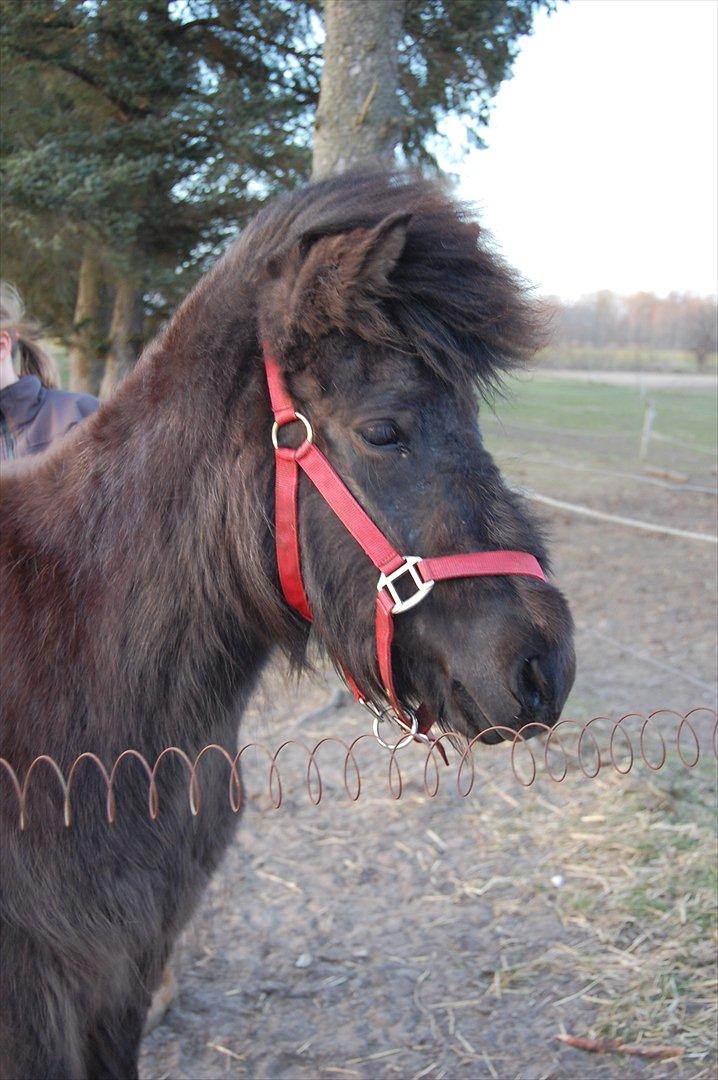 Islænder Mysla fra Skovstrupholm billede 7