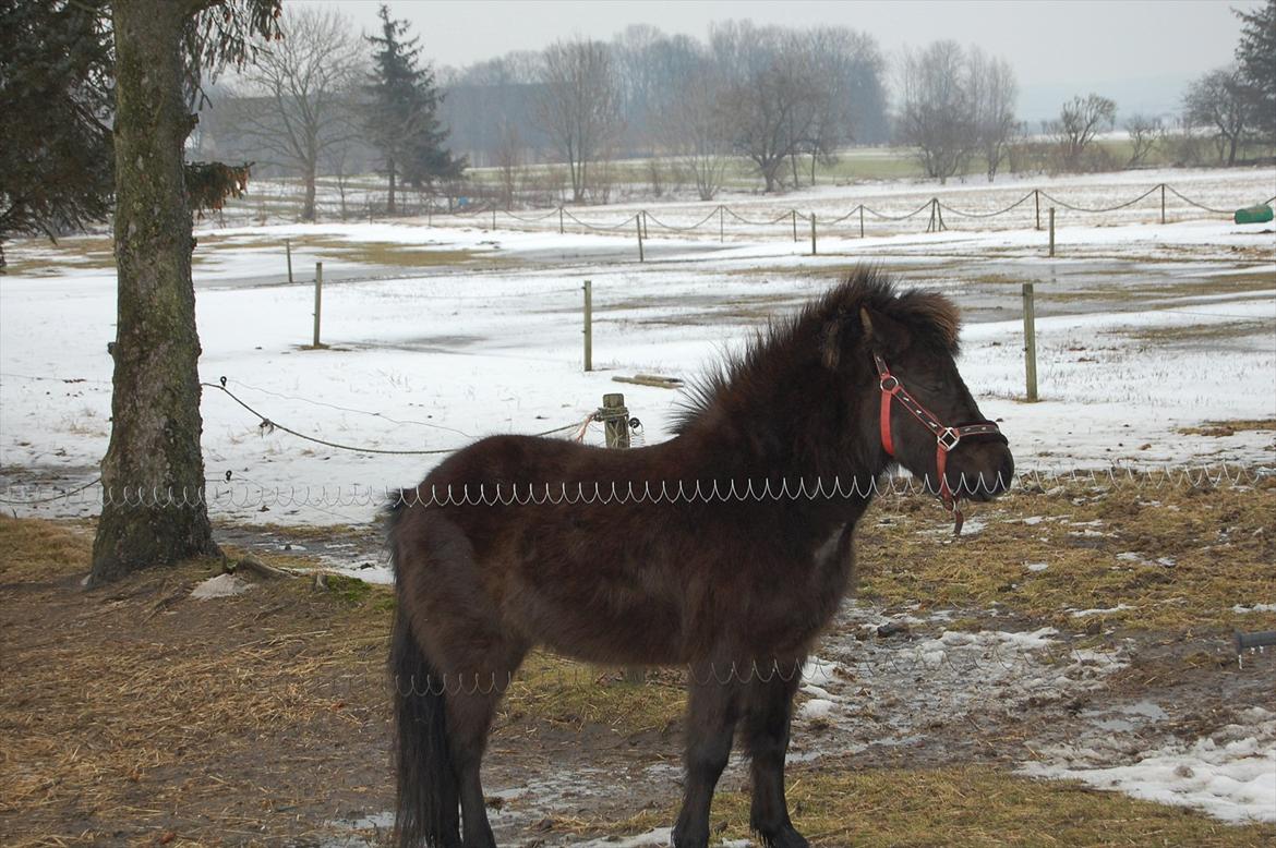 Islænder Mysla fra Skovstrupholm billede 8