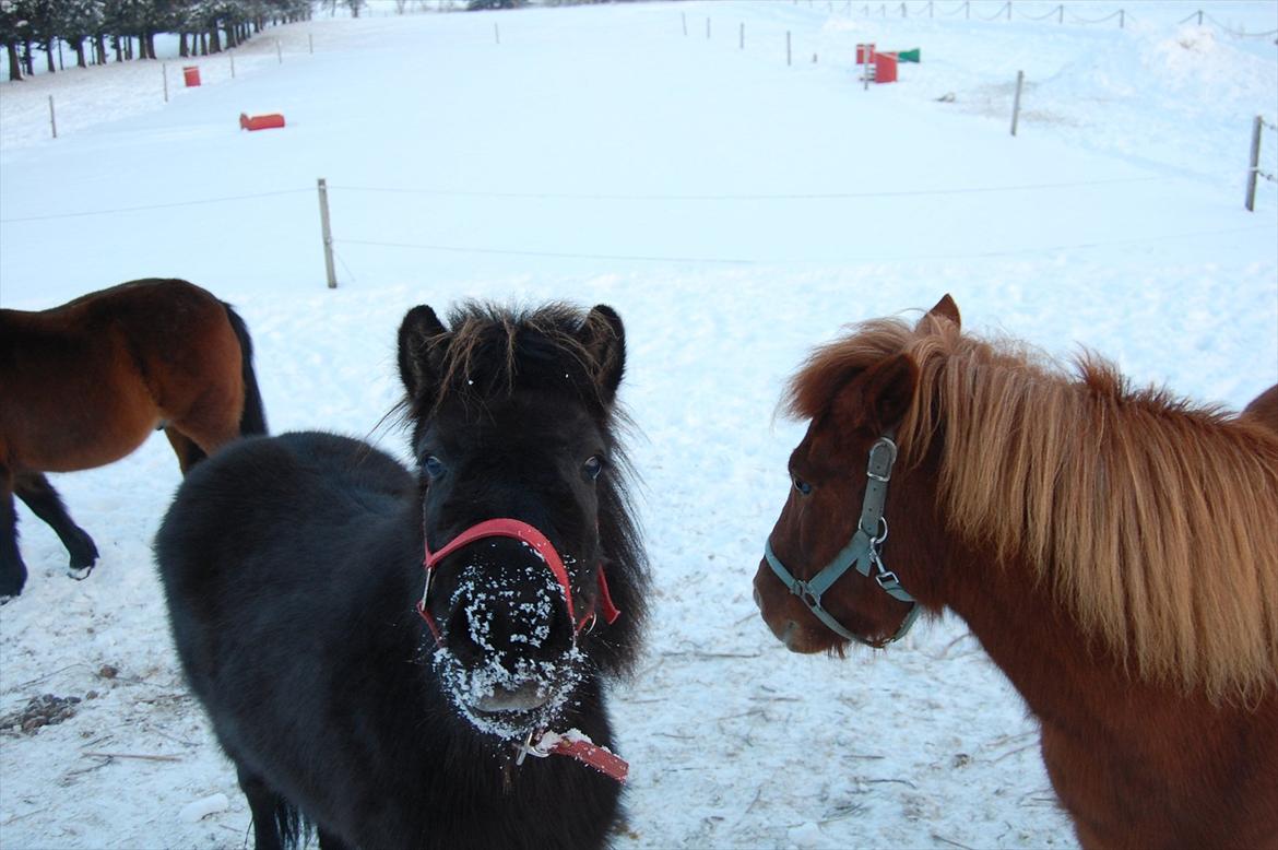 Islænder Mysla fra Skovstrupholm billede 9