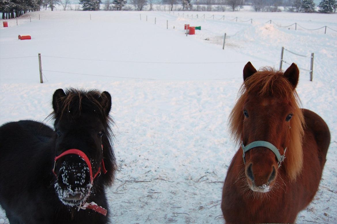 Islænder Mysla fra Skovstrupholm billede 10
