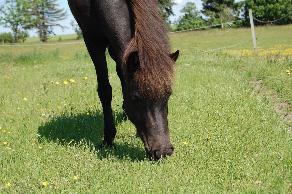 Islænder Mysla fra Skovstrupholm billede 11