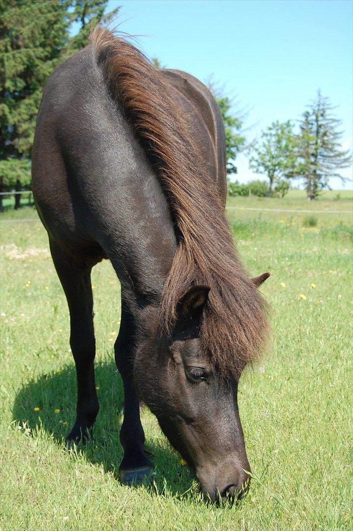 Islænder Mysla fra Skovstrupholm billede 12