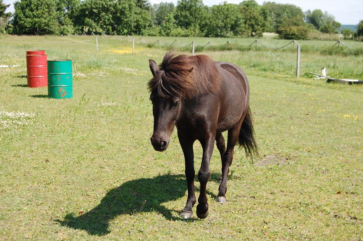 Islænder Mysla fra Skovstrupholm billede 13