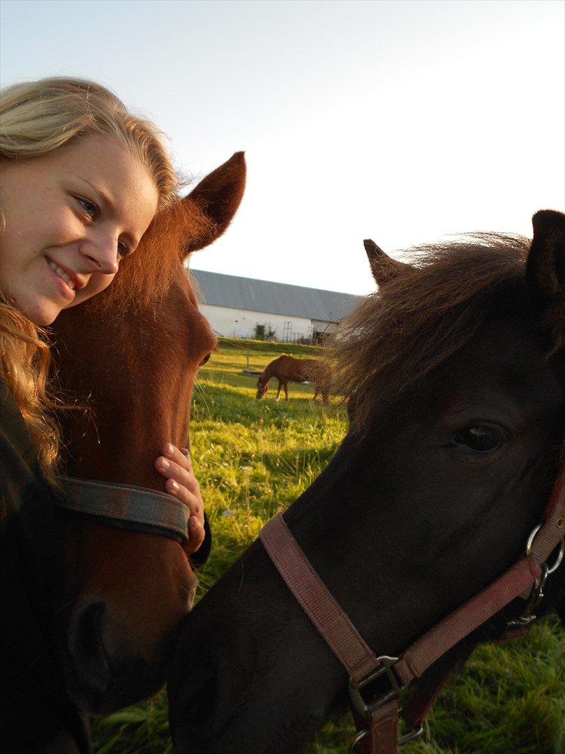 Islænder Mysla fra Skovstrupholm billede 14