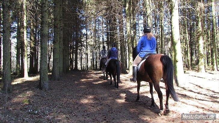 Anden særlig race Bitteby's Tulle.  - Sporleg i lystskoven. billede 9