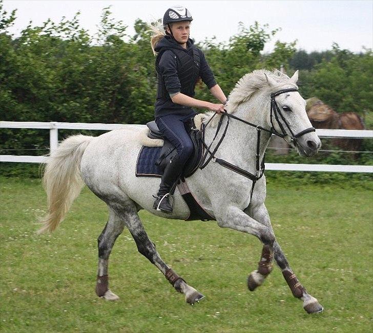 Irsk Sportspony IRISH JOKER - Foto: Anja Andersen. billede 6