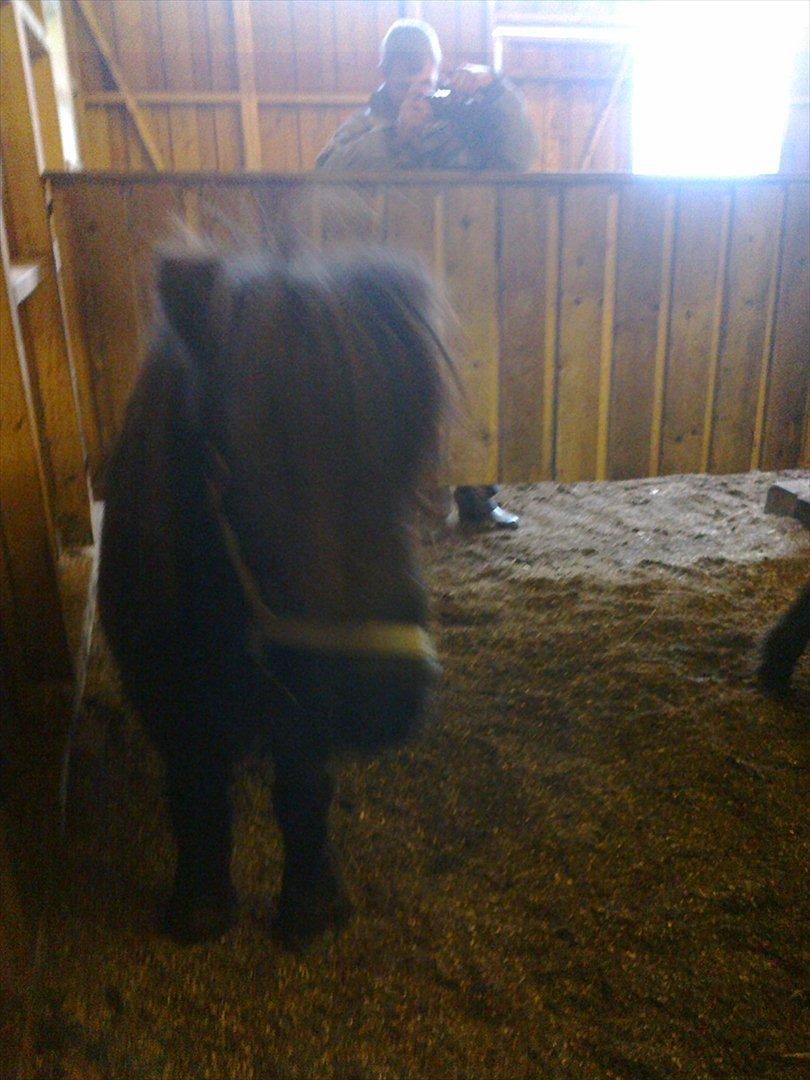 Shetlænder line - min smukke line i stalden<3:{)
foto:mig,mobil billede 4