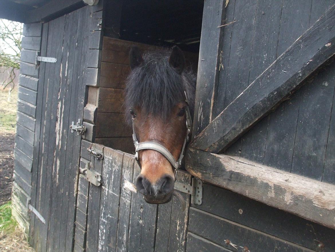 Welsh Mountain (sec A) Mr. Jones - "Ej! Skal vi ud at ride!" billede 20