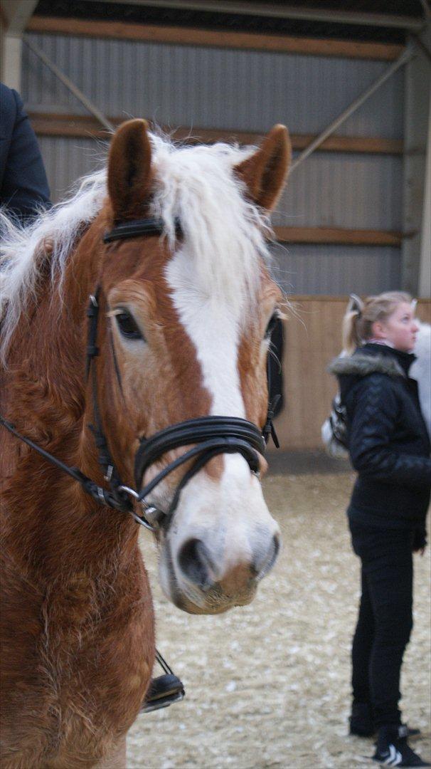Haflinger Amber billede 6