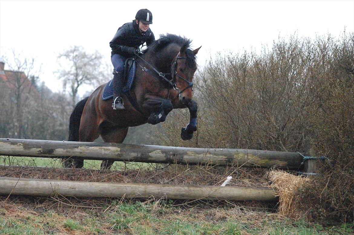 Oldenborg Aron - DRØMMEHESTEN! :* - Igen Aron og jeg til terrænspringning :-) Foto: Kamilla  billede 8