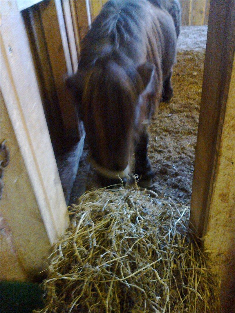 Shetlænder line - namenam mad, mad, mad!:p:)  billede 5