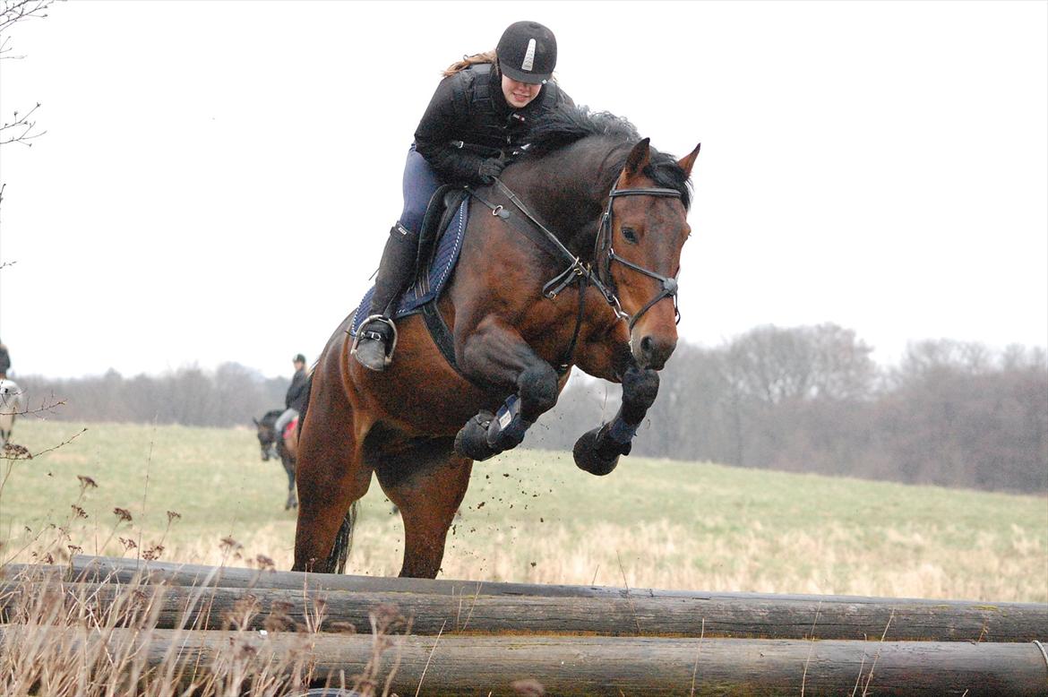 Oldenborg Aron - DRØMMEHESTEN! :* - Min skønne dreng..<3 Foto: Kamilla billede 9
