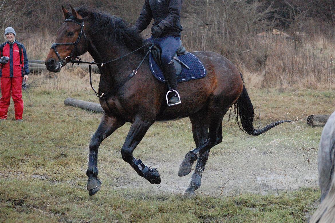 Oldenborg Aron - DRØMMEHESTEN! :* - så sød :-* Foto: Kamilla billede 11