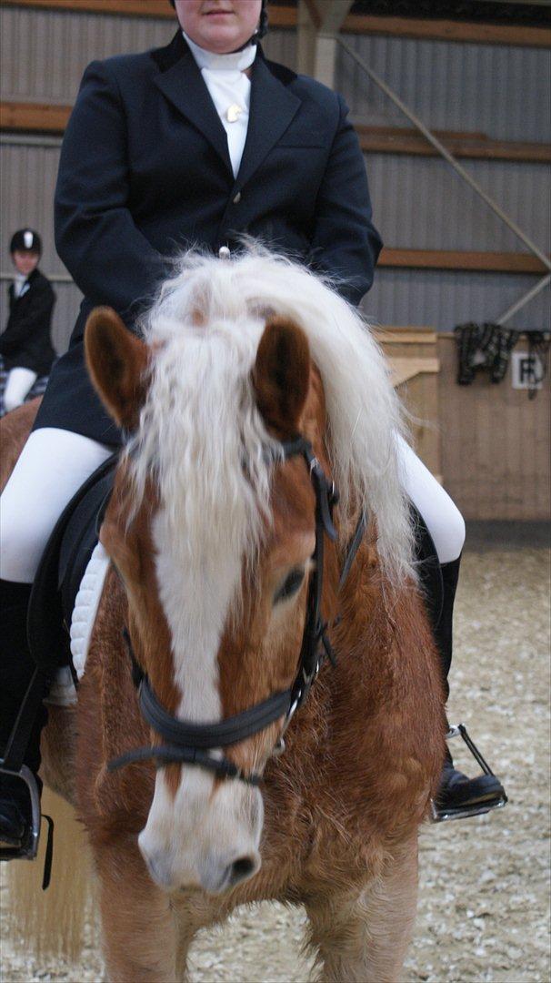 Haflinger Amber billede 8