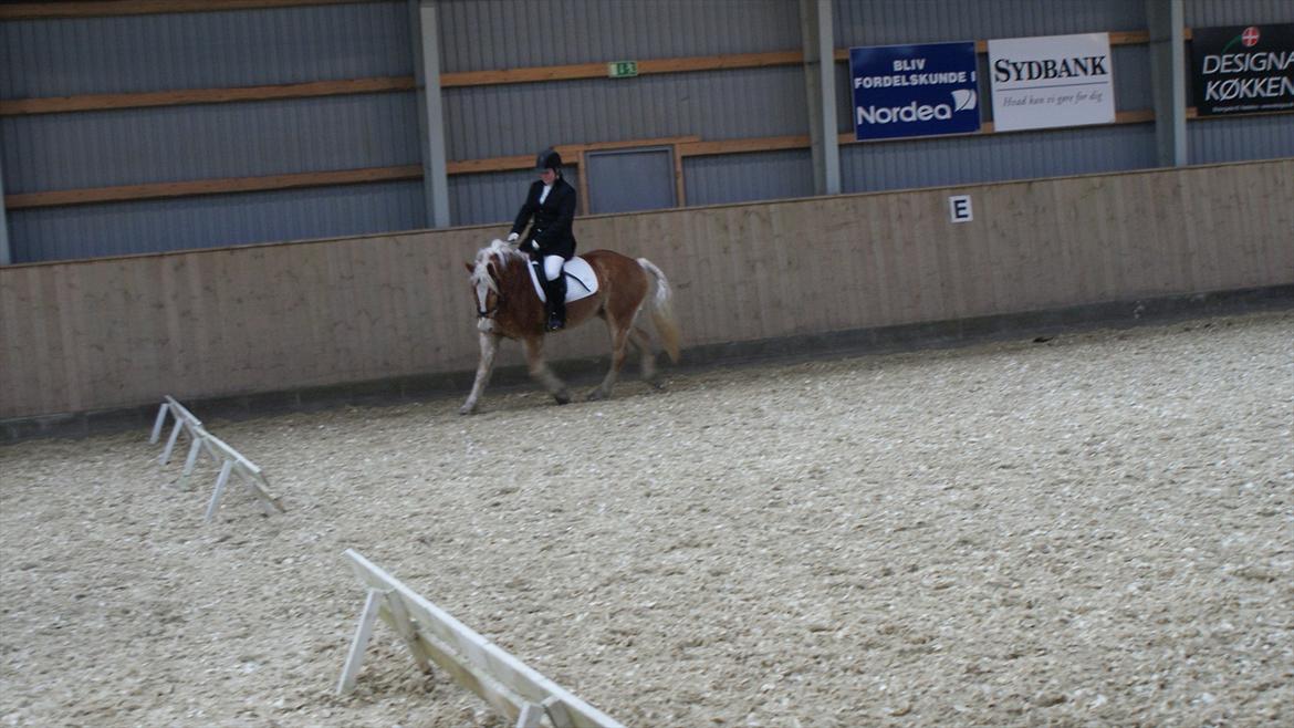 Haflinger Amber billede 3
