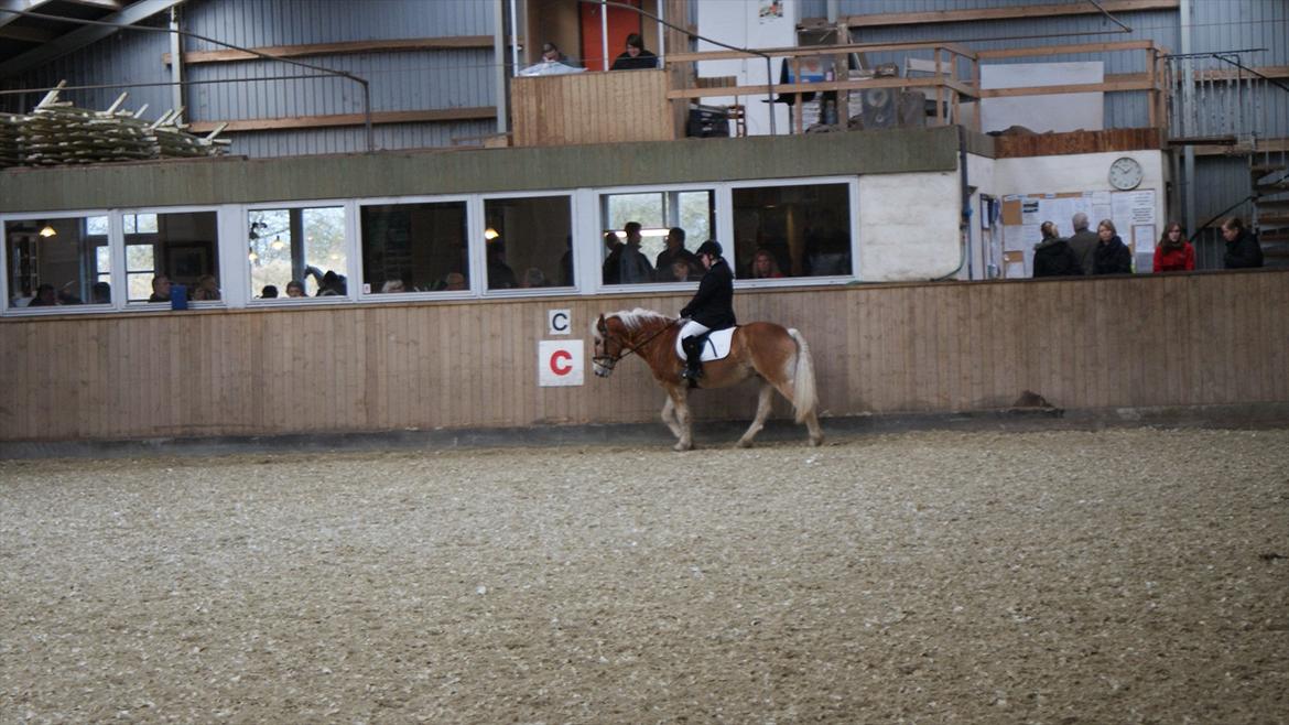 Haflinger Amber billede 9