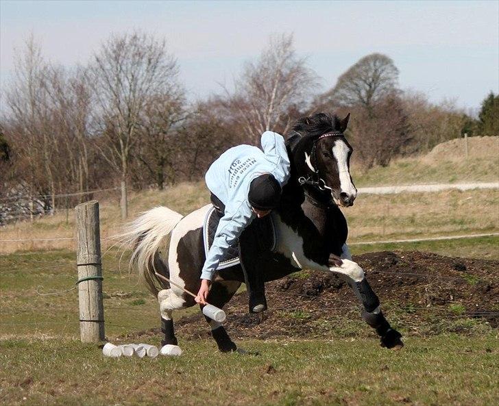 Lewitzer Gaspaspon II - Landsholdssamling april 2012 - Første gang med seniorlandsholdet :) billede 14