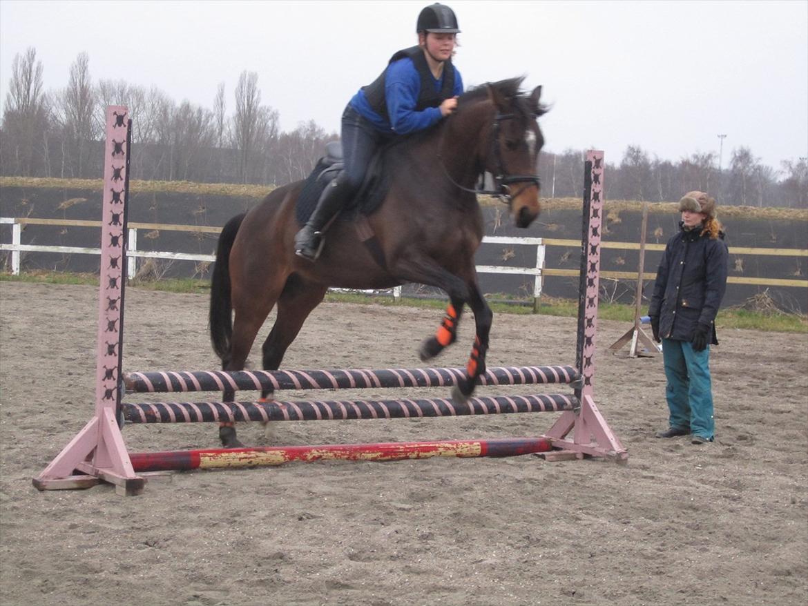 Dansk Varmblod Bøgegårdens Liva - 10/4 2012. 2. springundervisning! :D 50-60 cm. *Foto: Sille* billede 16