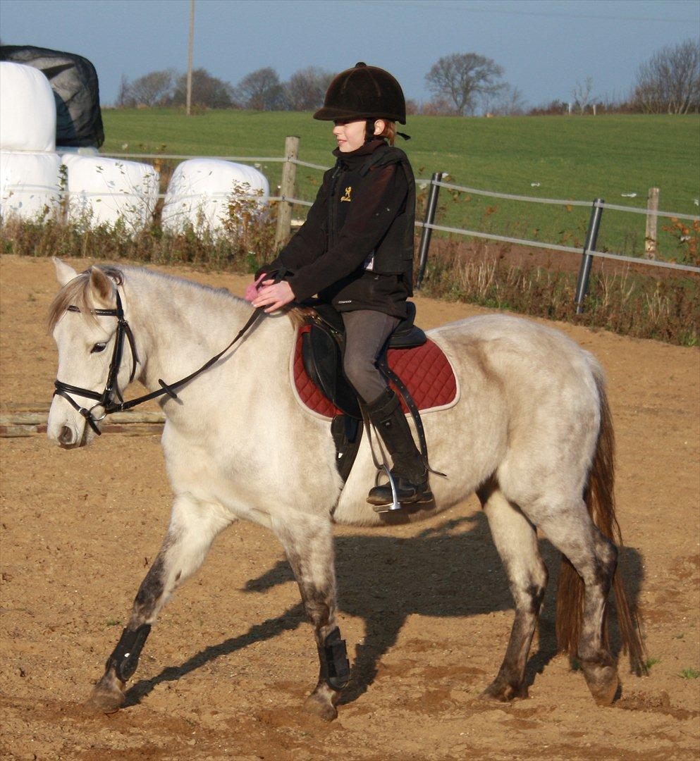 Welsh Pony (sec B) Rosie billede 2