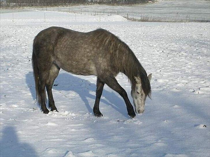 Welsh Pony (sec B) Rosie billede 4