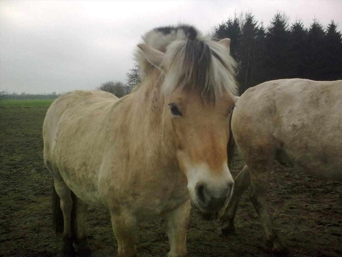 Fjordhest Tarzan (gamle part) - lidt utilfreds dreng billede 7