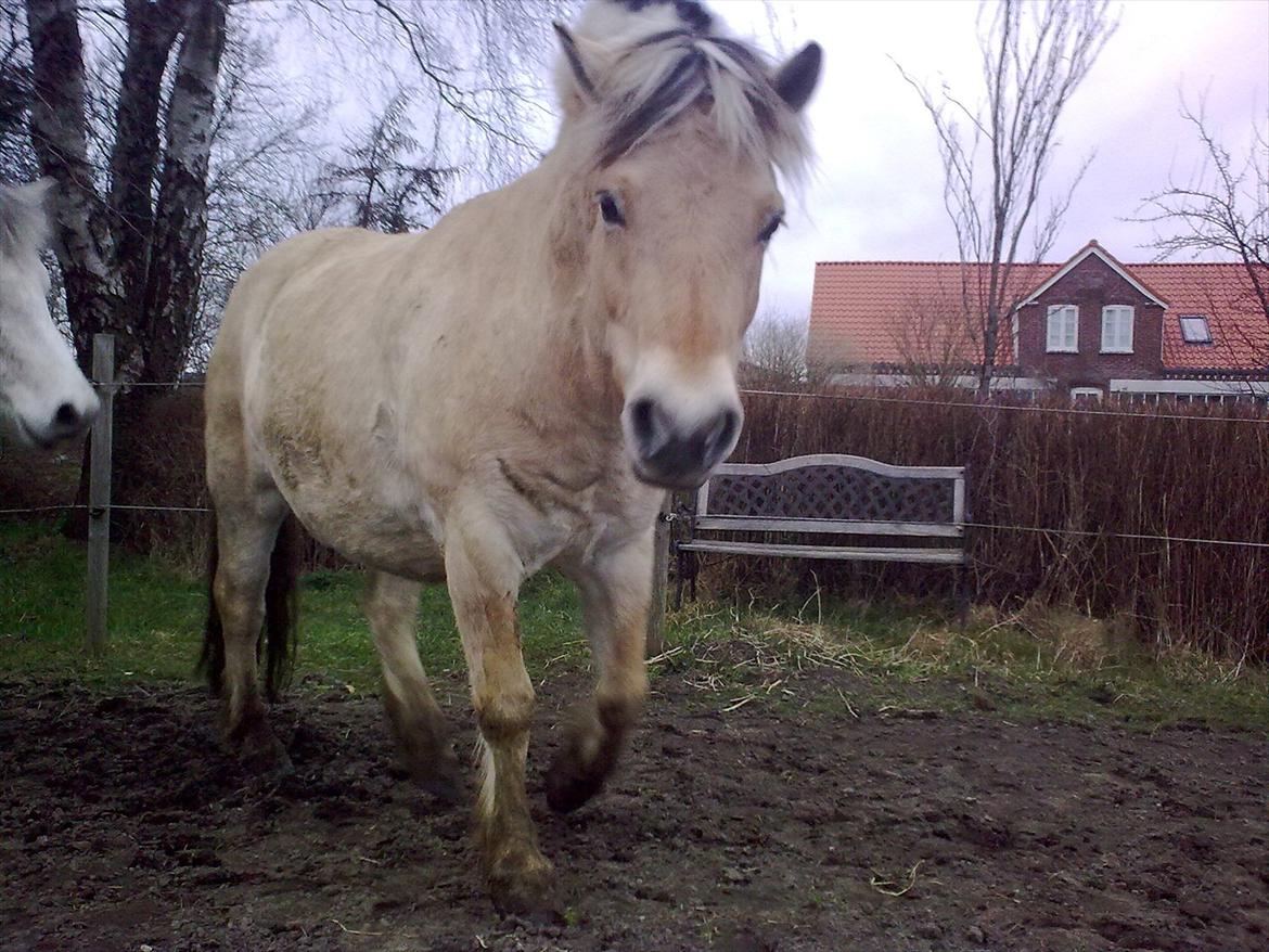Fjordhest Tarzan (gamle part) - Hvad laver du?? billede 8