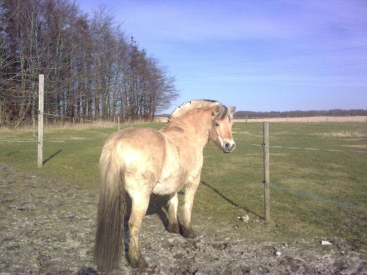 Fjordhest Tarzan (gamle part) - Tykke Tarzan billede 9