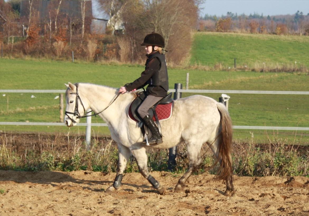 Welsh Pony (sec B) Rosie billede 5