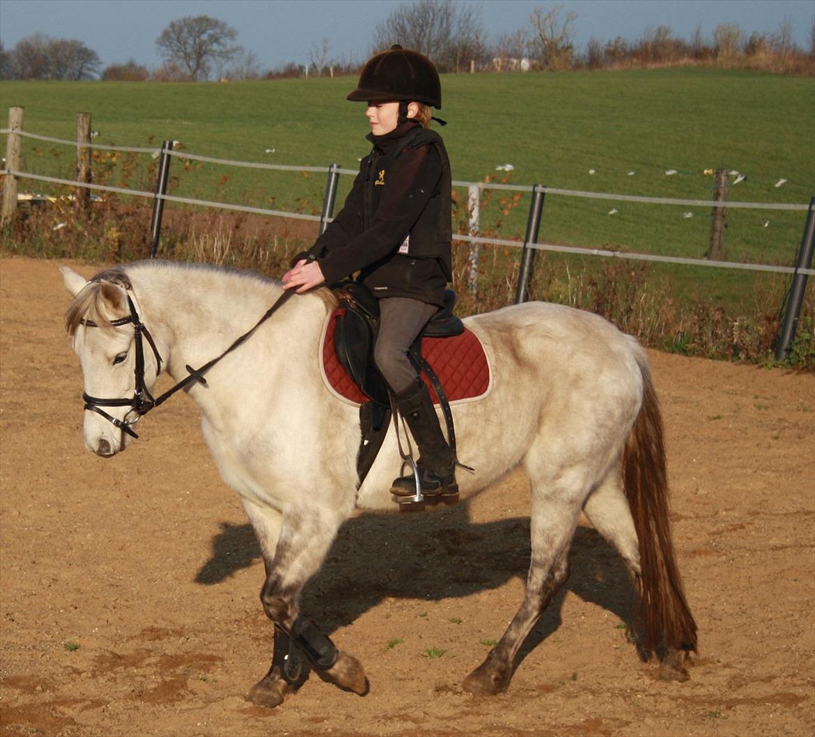 Welsh Pony (sec B) Rosie billede 6