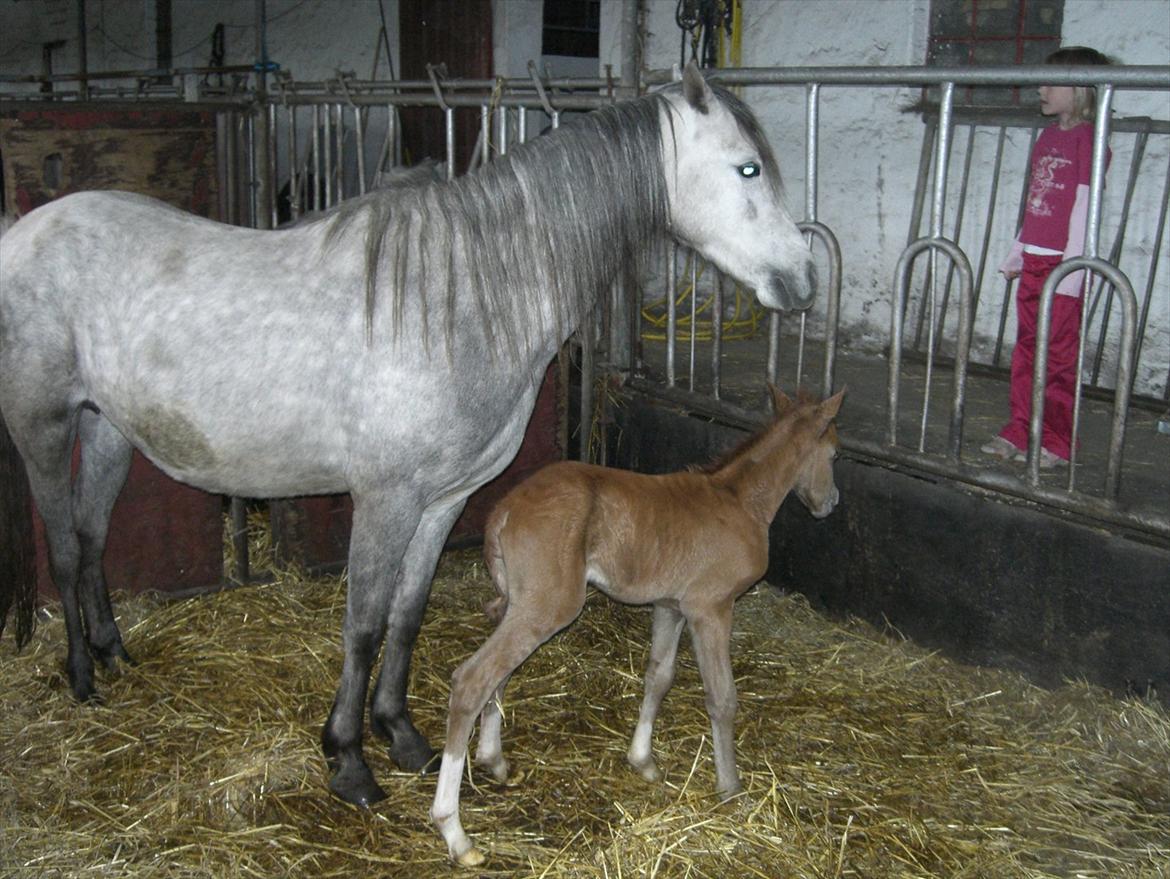 Welsh Pony (sec B) Rosie billede 7