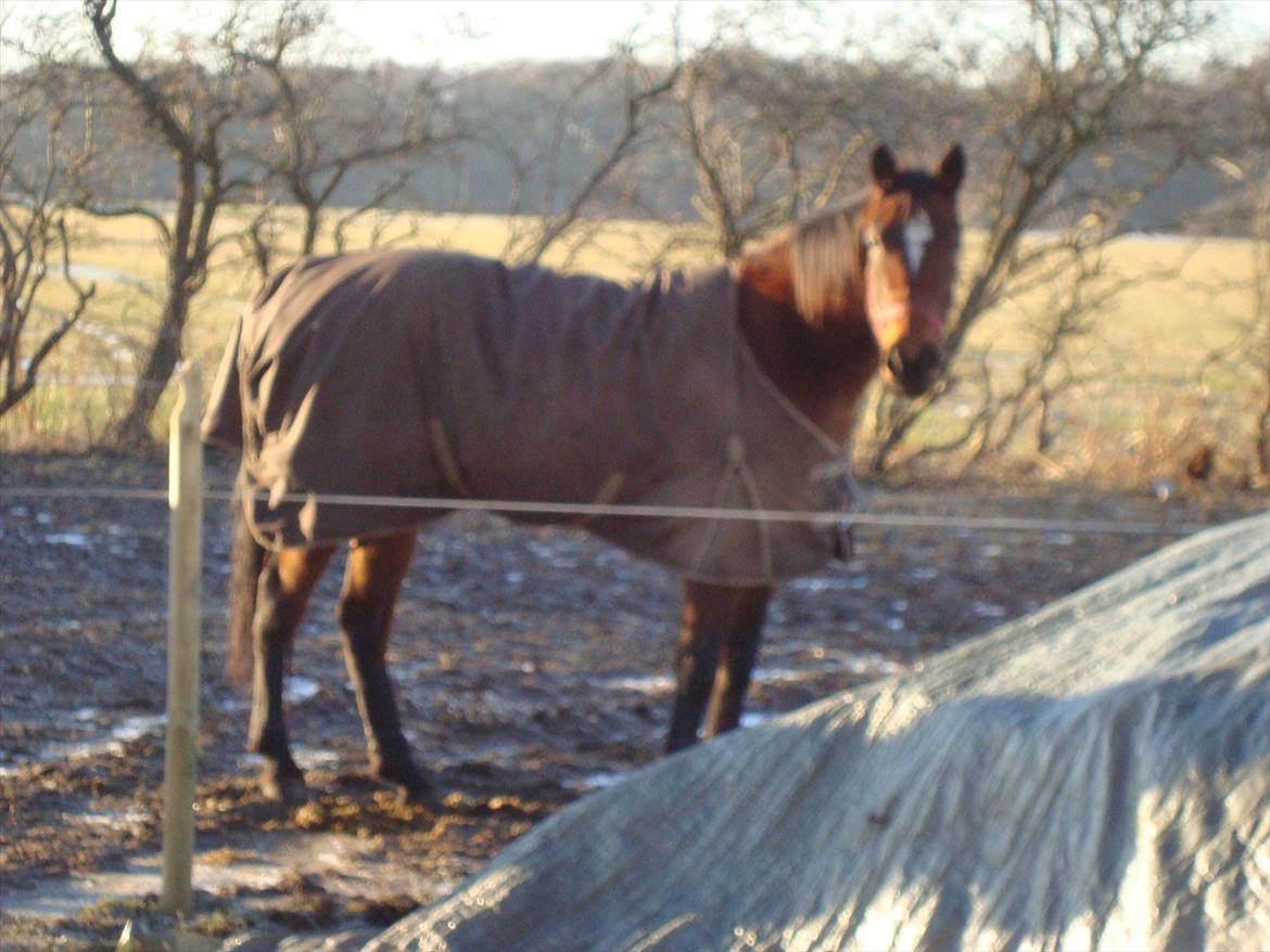 Traver Lotus esterell Himmelhest. - En vinterdag på folden billede 2