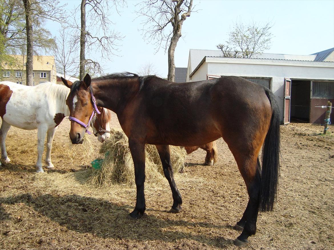 Traver Lotus esterell Himmelhest. - En forårsdag billede 3