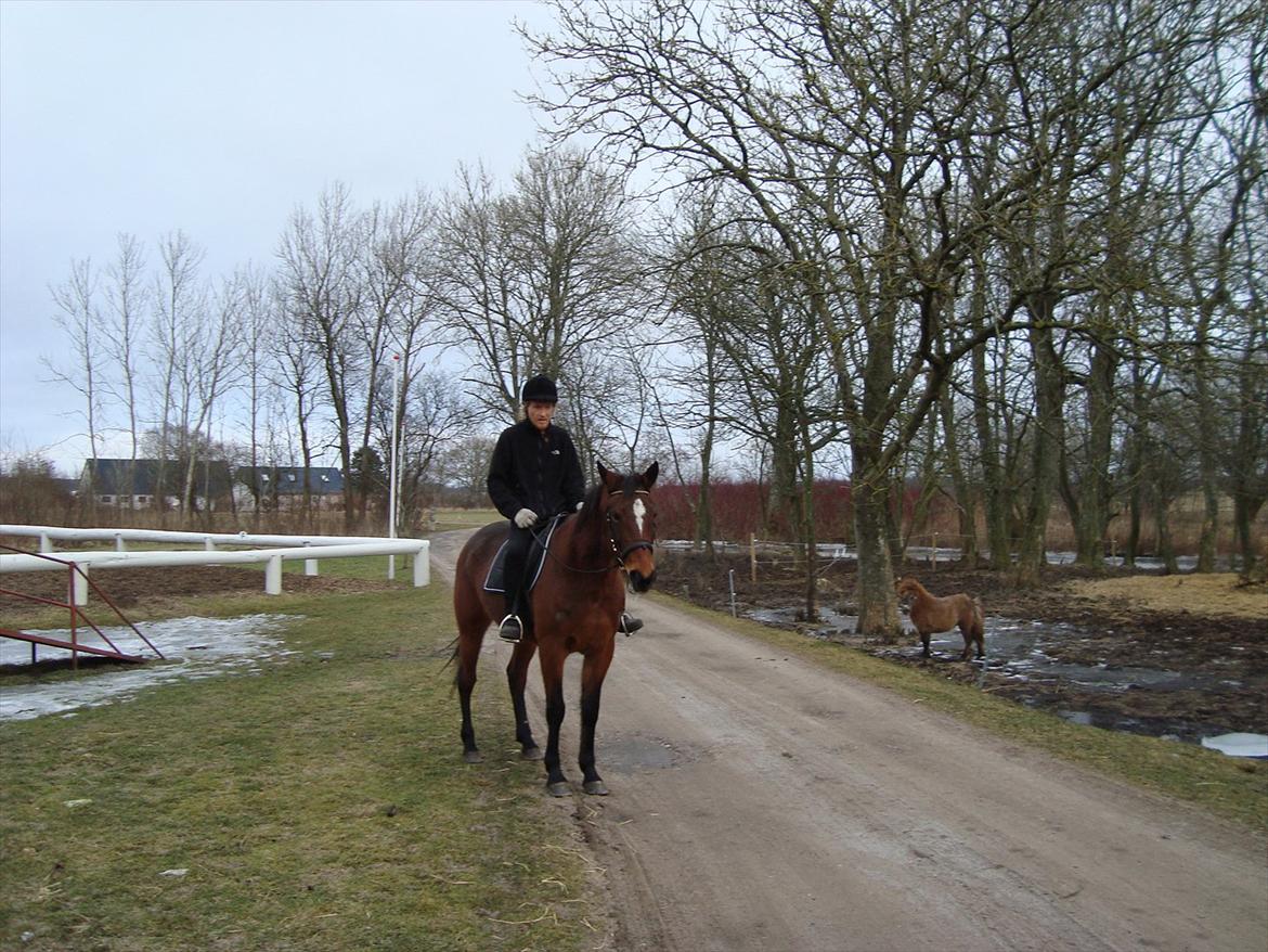 Traver Lotus esterell Himmelhest. - Lotus & Tonnys første tur billede 4