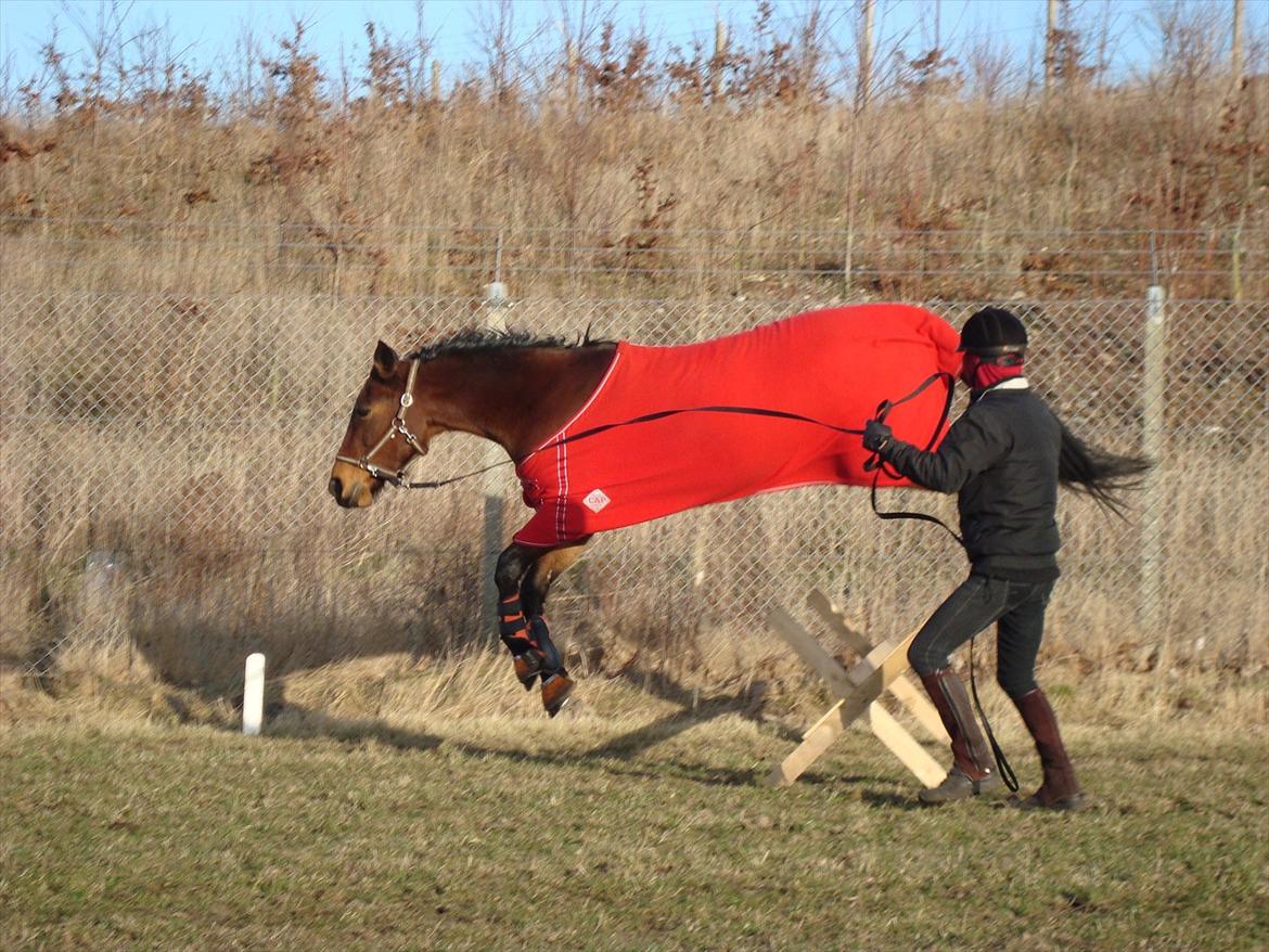 Traver Lotus esterell Himmelhest. - Lotus elsker at springe billede 5