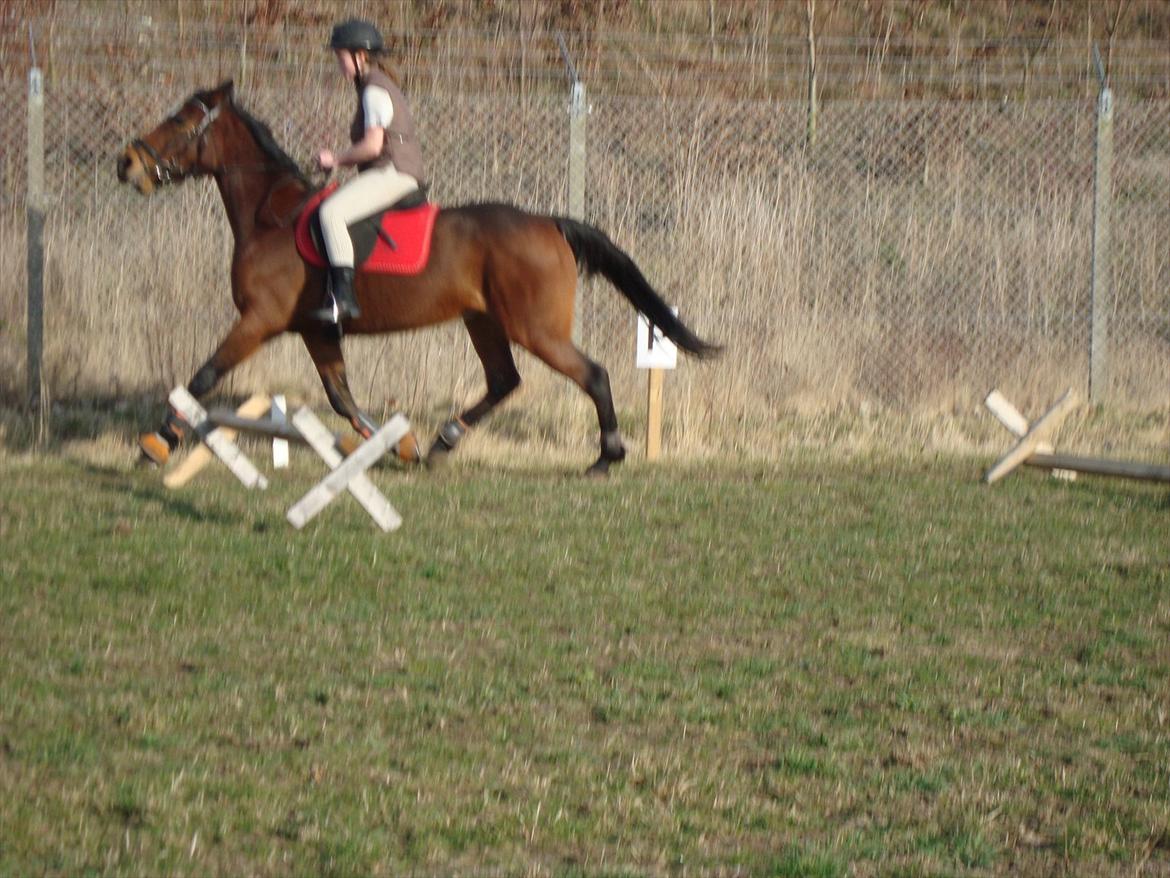 Traver Lotus esterell Himmelhest. - Lotus og Linette på banen billede 6