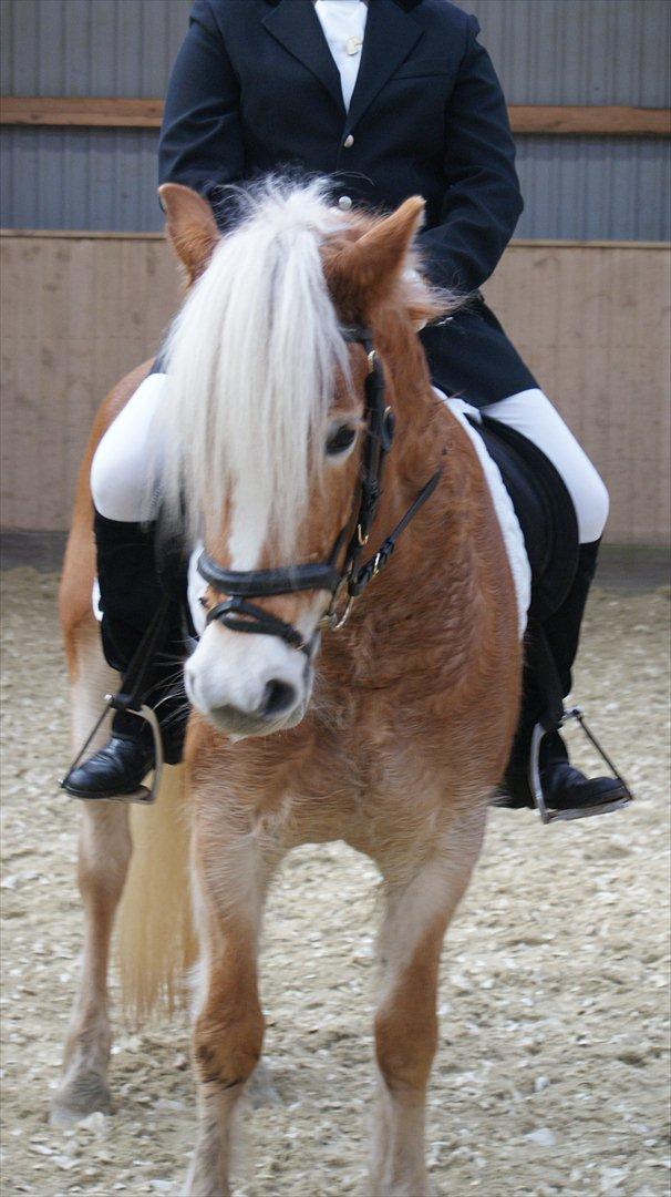 Haflinger Luna billede 4