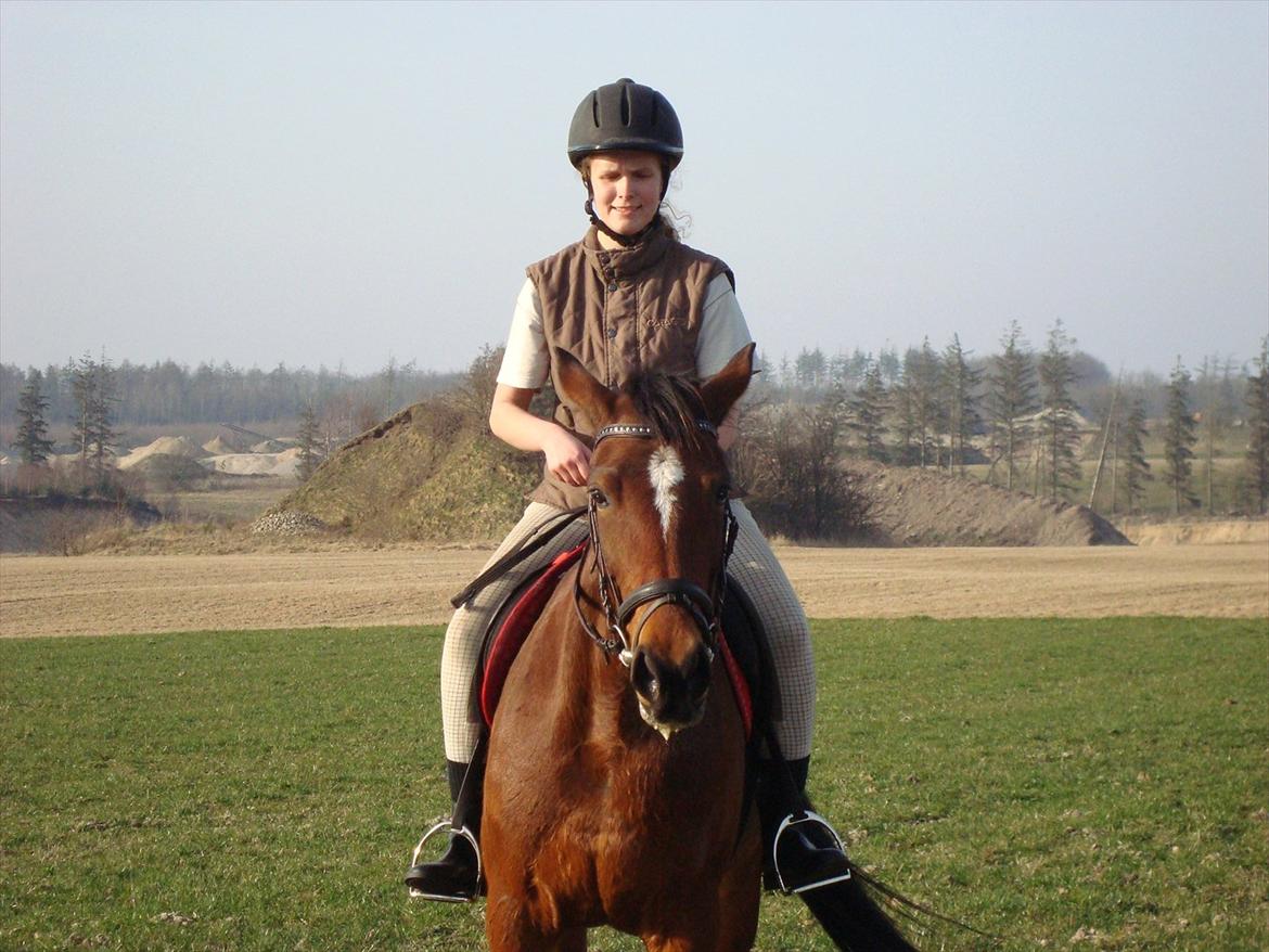 Traver Lotus esterell Himmelhest. - Et smukt par billede 7