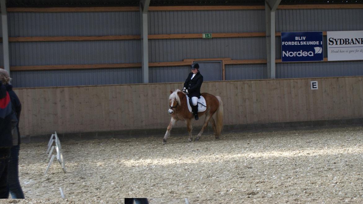 Haflinger Luna billede 5