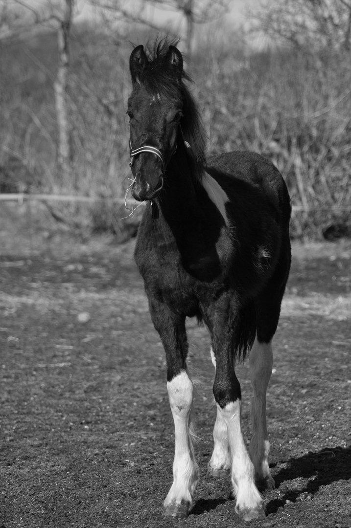 Barockpinto Lancelot 1 præmie hingst  billede 1